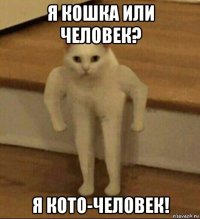 я кошка или человек? я кото-человек!