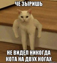 че зыришь не видел никогда кота на двух ногах