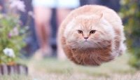 Создать мем Кошак