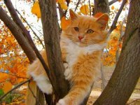 Создать мем Кошка