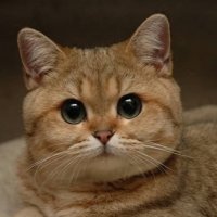 Создать мем Кот пидрила