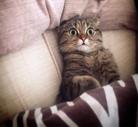 Создать мем Котэ