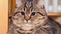 Создать мем Котек