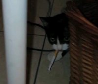 Создать мем Котенок с сигой