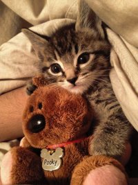 Создать мем Котик с мишкой