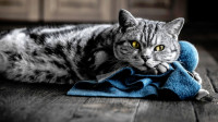Создать мем Котик серый