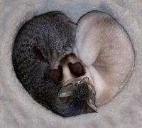 Создать мем Котв