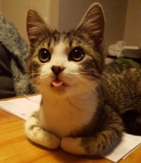 Создать мем Котя
