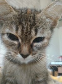 Создать мем Котяшка