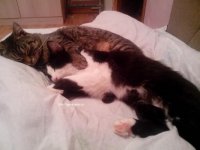 Создать мем Котяу