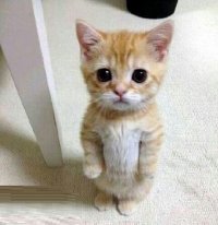 Создать мем Несчастный котенок
