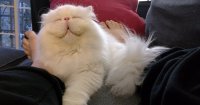 Создать мем О котик