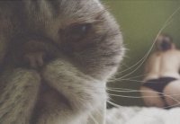 Создать мем Печалькотэ