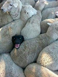 Создать мем Пес