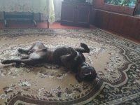 Создать мем Ржу нимагу