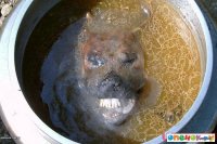 Создать мем Собачатина