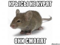 крысы не курят они смолят