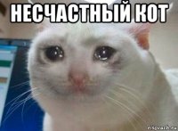 несчастный кот 