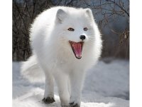 Создать мем 252