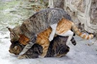 Создать мем Два кота и кошечка