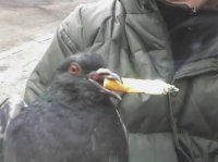 Создать мем Голубь курит