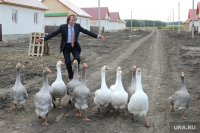 Создать мем Гуси