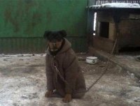 Создать мем Холод собачий