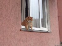 Создать мем КОТЭ