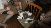 Создать мем Пацанский кот
