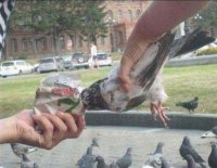 Создать мем Суровое кормление голубей