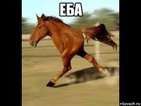 еба 