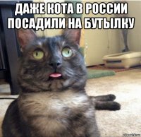даже кота в россии посадили на бутылку 