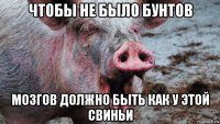 чтобы не было бунтов мозгов должно быть как у этой свиньи