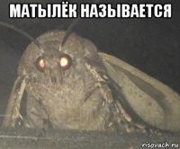 матылёк называется 