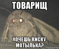 товарищ хочешь киску мотылька?