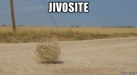 jivosite 