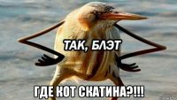  где кот скатина?!!!