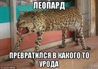 леопард превратился в какого то урода