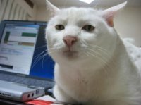  кошачий корм есть ?, Мем Кот мем