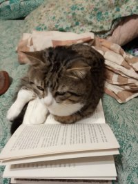 Создать мем Кот воитель