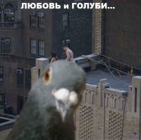 Создать мем Любовь и голуби продолжение