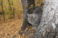 Создать мем Привет