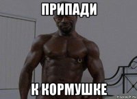 припади к кормушке