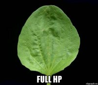  full hp