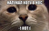 напукал коту в нос -1 кот:(