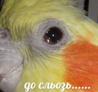 Создать мем До сльозь