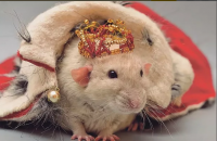 Создать мем Хомяк героин