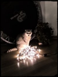 Создать мем Кошка говорит