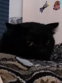 Создать мем Кот-мем