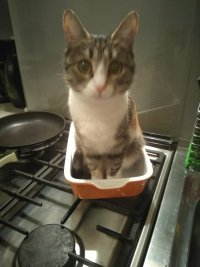 Создать мем Котэ в лотке